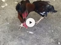 Chickens — 2-rasm