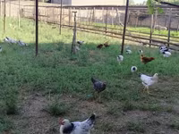 Chickens — 6-сурет