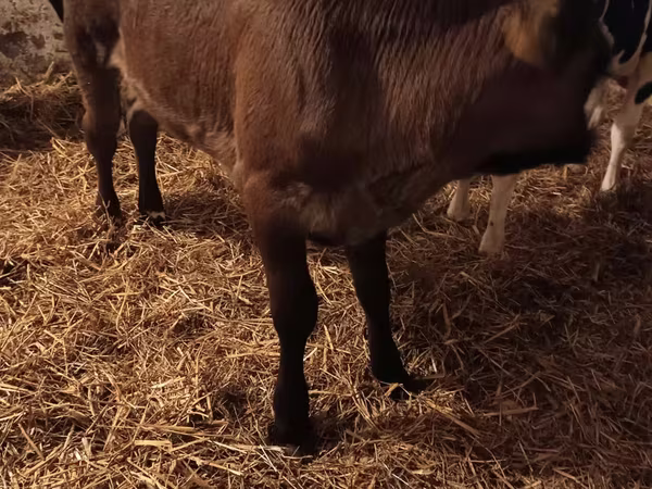 Vaca, Aberdeen-Angus