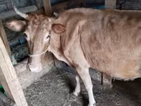Vaca, Simmental cattle — foto 1