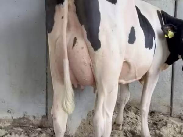 Kuh, Holstein-Rasse