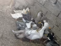 Ducks — Foto 3