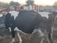 بقرة, Simmental cattle — الصورة 3
