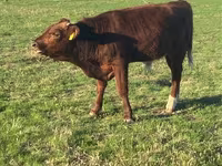 Bulle, Swiss cattle — Foto 5