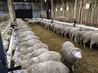 Widder, Kazakh fat-tailed coarsewool sheep — Foto 3