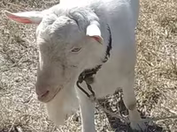 Ziegenbock, Saanen goat — Foto 3