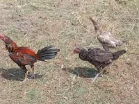 Chickens — الصورة 2