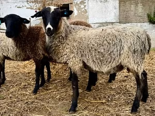Romanov sheep