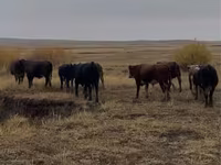 ثور, Swiss cattle — الصورة 5