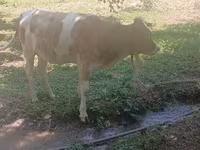بقرة, الماشية — الصورة 2