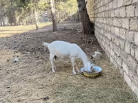 عنزة, Saanen goat — الصورة 4