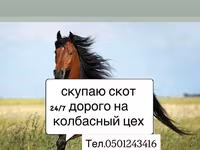 At, Atlar — foto 1