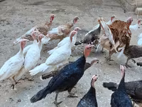 Turkeys — фото 1