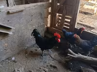 Australian Pit Game fowl — Foto 3
