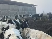 Bulle, Holstein-Rasse — Foto 1