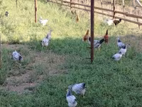 Chickens — 5-сурет