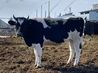 Cow, Holstein breed — photo 6