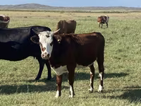 Qoyun, Qashqai sheep — foto 5