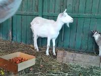 母山羊, Saanen goat — 照片 8