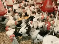 Chickens — Foto 1