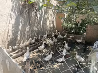 Ducks — الصورة 4