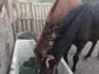 Caballo, Caballos — foto 6