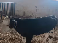 Сиыр, Simmental cattle — 1-сурет