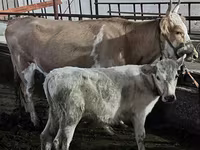Kuh, Latvian Blue cattle — Foto 1