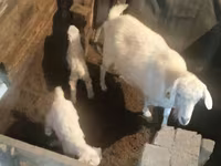 Goat, Goats — photo 5