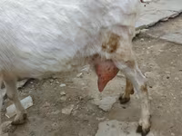 Ziege, Saanen goat — Foto 3