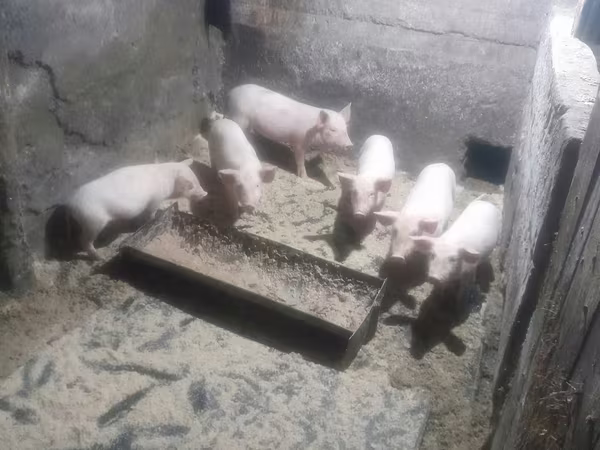 Schweine (Partie, Geschlecht nicht angegeben), Schweine — Kasachstan