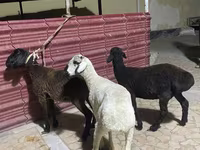 Qoyunlar (partiya, cinsi göstərilməyib), Qoyunlar — foto 1