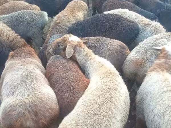 Carnero, Edilbay sheep