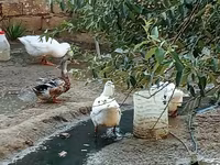 Geese — Foto 2