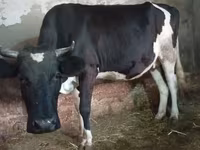 Kuh, Russian Black pied cattle — Foto 8