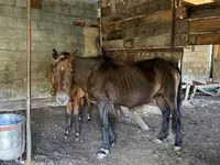 Yegua, Caballos — foto 2