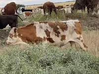 Bulle, Simmental cattle — Foto 3