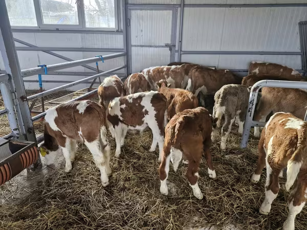 Bulle, Simmental cattle