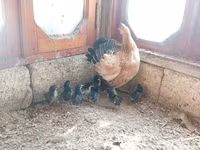 Chickens — 6-rasm