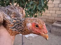 Guinea fowl — foto 3