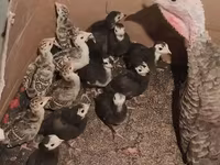 Turkeys — الصورة 1