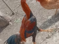 Chickens — Foto 1
