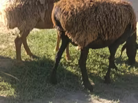 Schaf, Arashan sheep — Foto 7