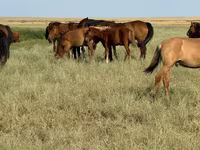 حصان, Kazakh horse — الصورة 8