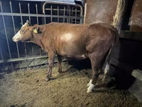 Kuh, Simmental cattle — Foto 1