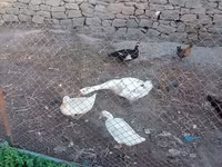 Geese — foto 2