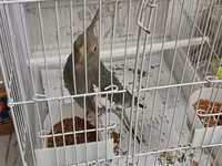 Məhsul: Nimfa (Cockatiel) papağanı və qəfəs dəsti Təsvir: - Rəng — 3-rasm