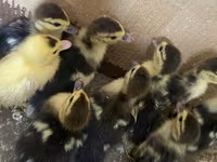 Ducks — photo 1