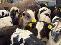 Bovinos (lote, sexo no especificado), Simmental cattle — foto 7