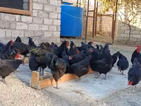 Australorp — foto 5